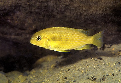 Tropheops sp. 'chilumba type' Chiwindi